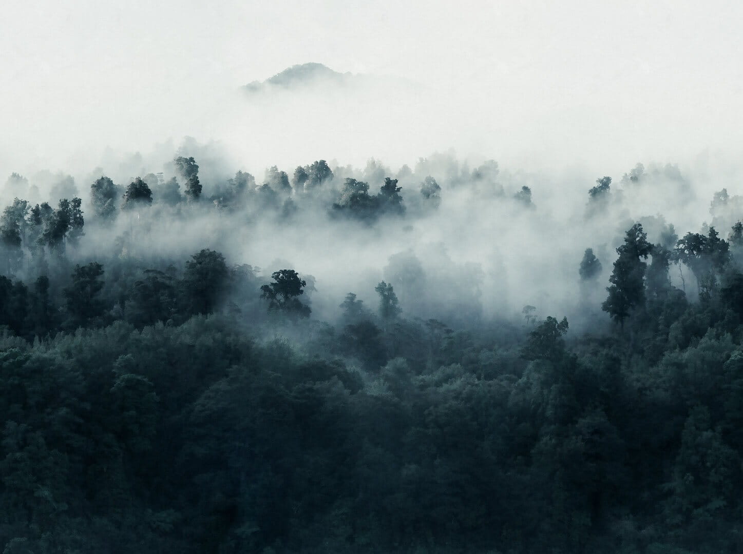 Fototapeta zamglony las Rebel Walls R18863 Misty Woodland Blue Mystic Shades