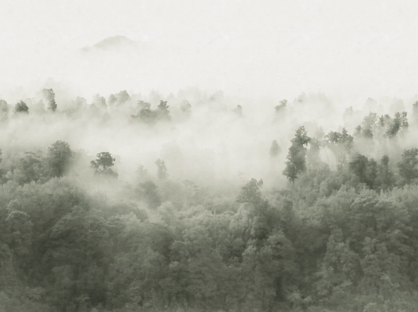 Fototapeta zamglony las Rebel Walls R18865 Misty Woodland Light Green Mystic Shades