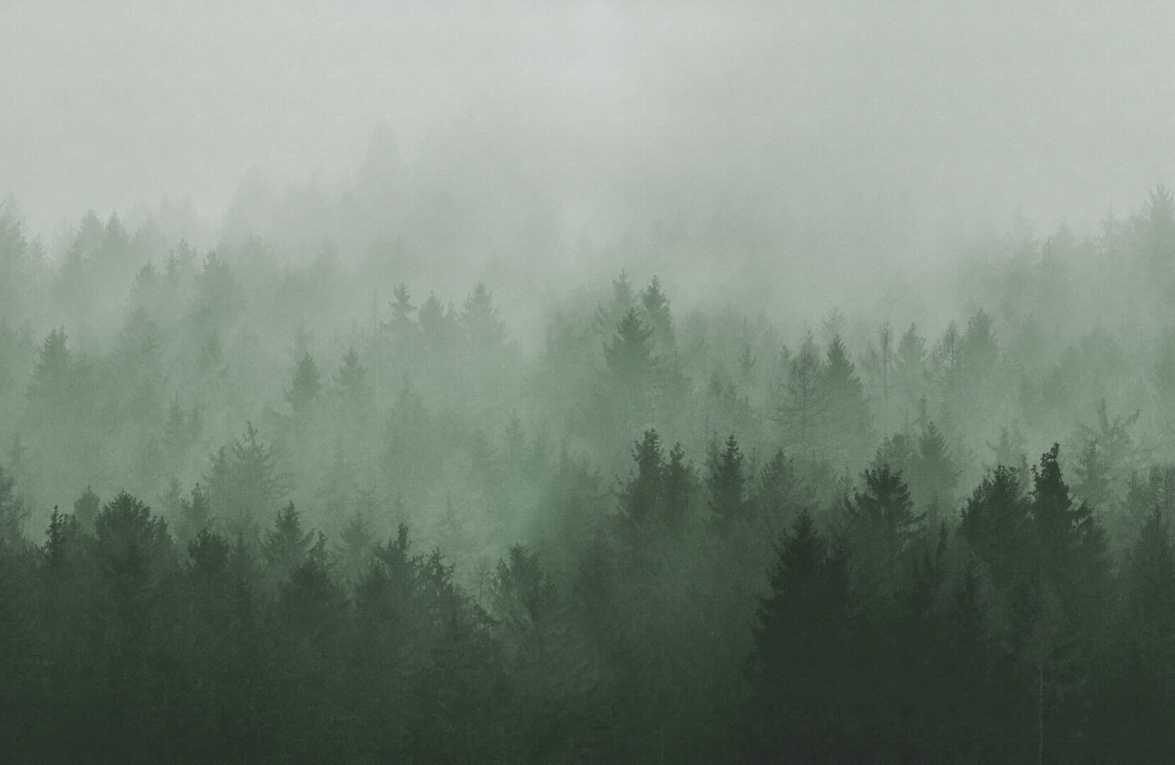 Fototapeta las we mgle Rebel Walls R18866 Cloudy Forest Green Mystic Shades