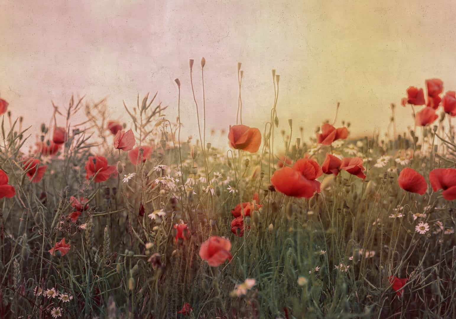 Fototapeta polne kwiaty maki Rebel Walls R18869 Poppy Field Dawn Mystic Shades