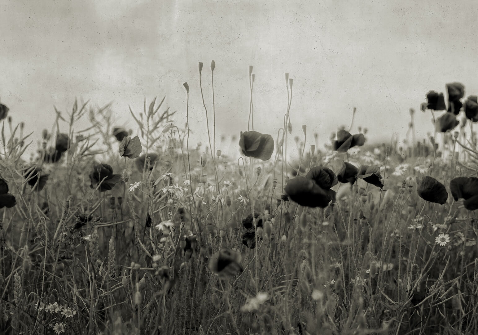 Fototapeta polne kwiaty maki Rebel Walls R18870 Poppy Field Vintage Mystic Shades