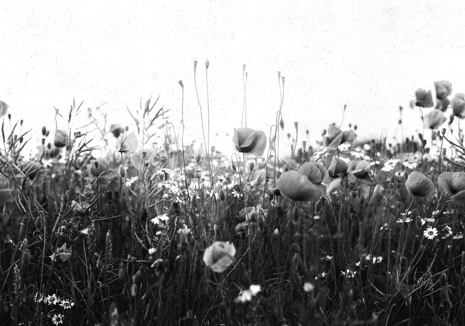 Fototapeta polne kwiaty maki Rebel Walls R18871 Poppy Field Black White Mystic Shades