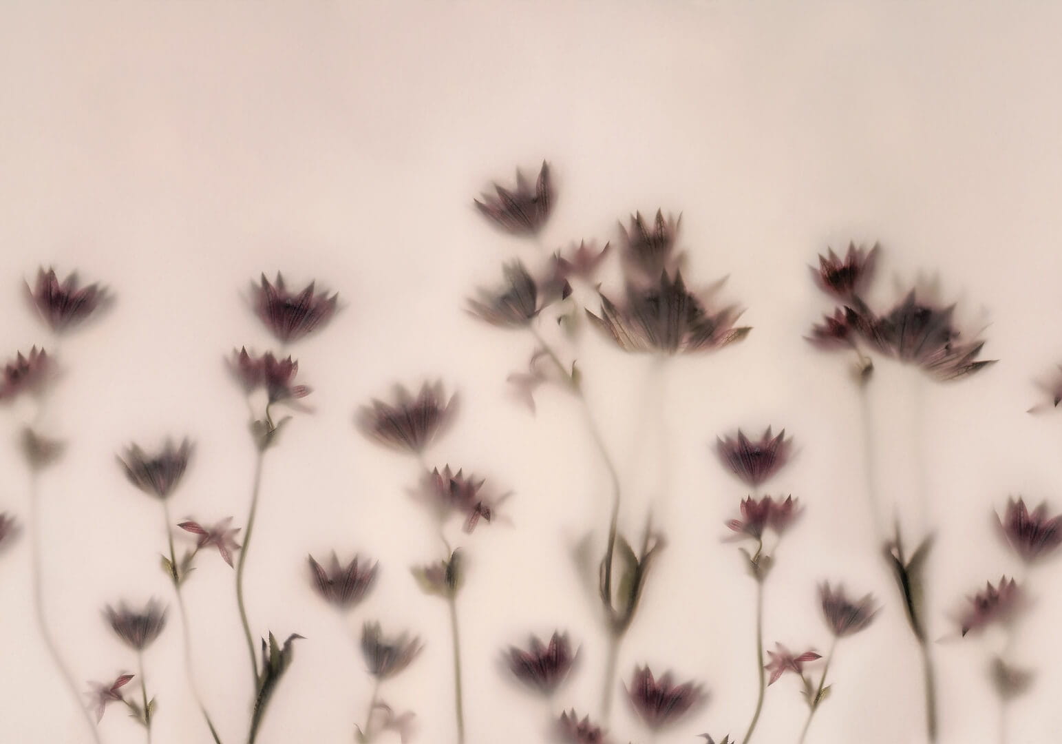 Fototapeta graficzne kwiaty Rebel Walls R18883 Astrantia Pink Mystic Shades