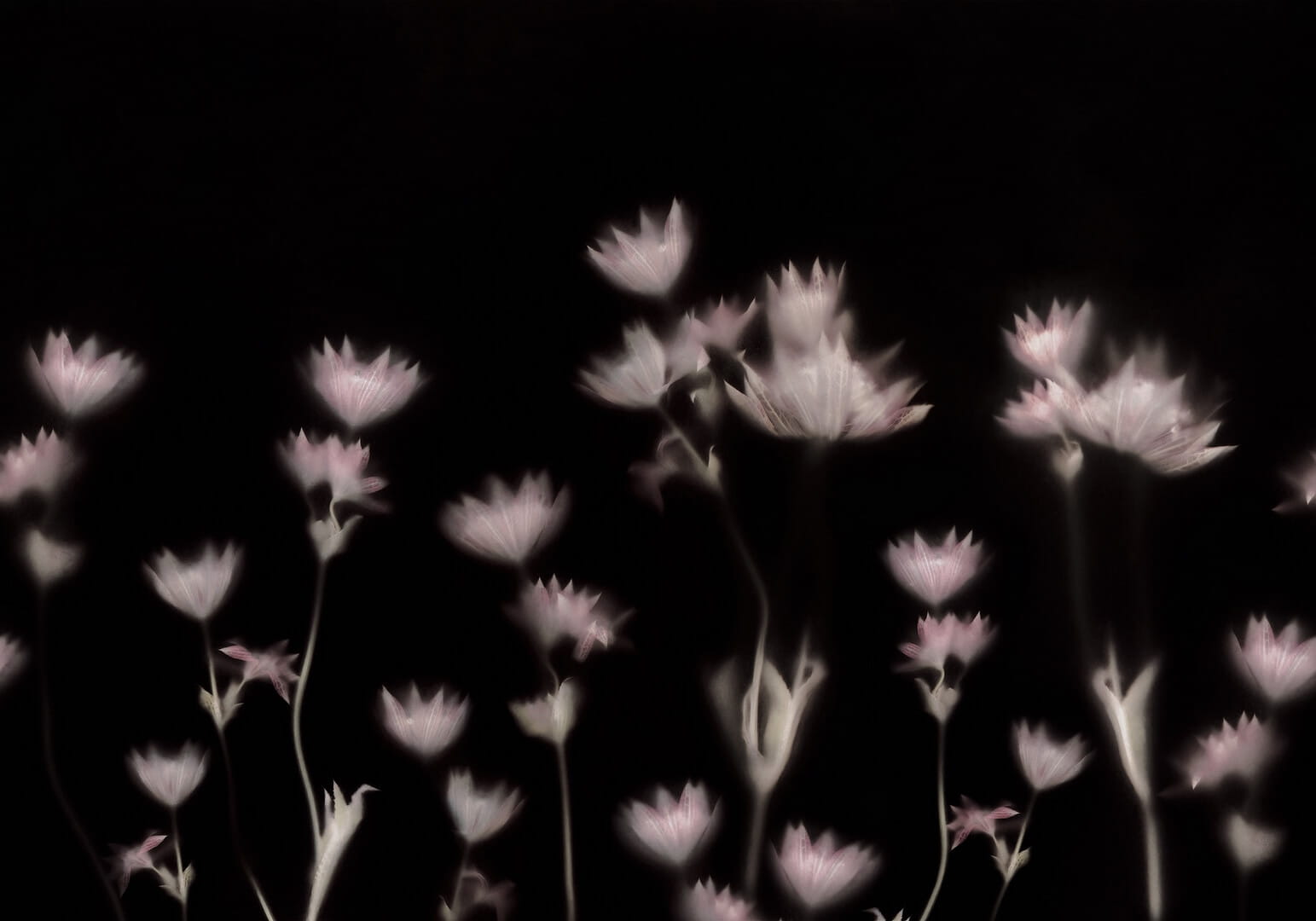 Fototapeta graficzne kwiaty Rebel Walls R18884 Astrantia Dark Mystic Shades
