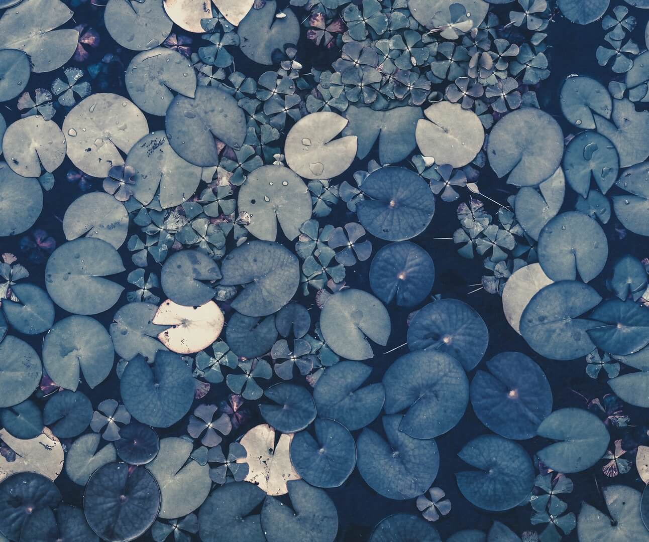 Fototapeta lilie wodne Rebel Walls R20172 Water Lilies Blue Mystic Shades
