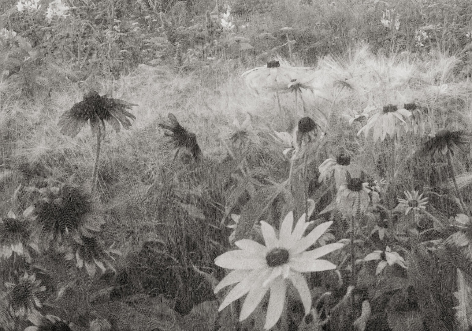 Fototapeta polne kwiaty w stylu vintage Rebel Walls R20175 Dreamy Rudbeckia Black White Mystic Shades