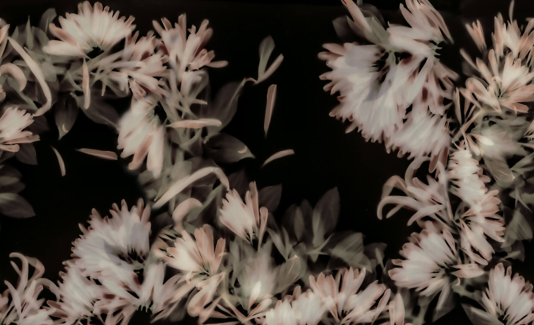 Fototapeta roślinna Rebel Walls R20190 Blurry Honeysuckle Dark Mystic Shades