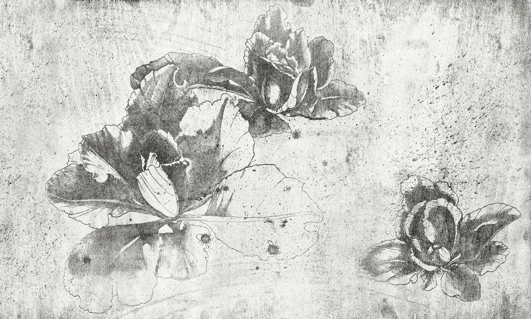 Fototapeta szkic kwiatów Wonderwall Laura 35077400