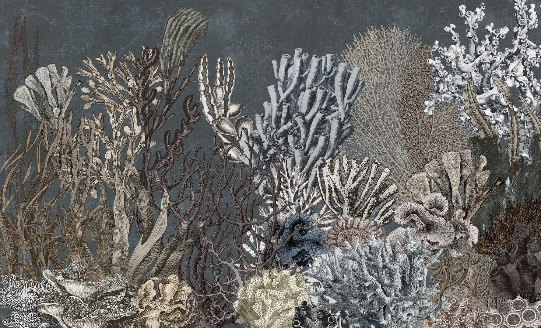 Fototapeta rafy koralowe Wall & More CORAL 2412 13B