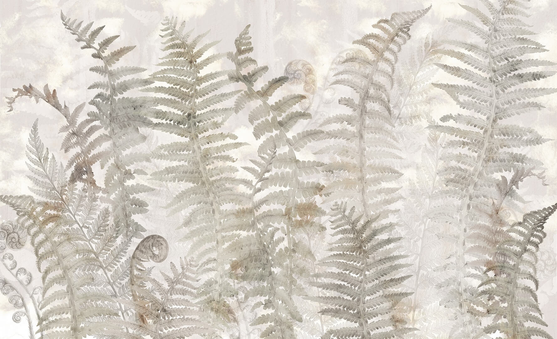 Fototapeta liście paproci Wall & More CARPATHIA 2409 11A