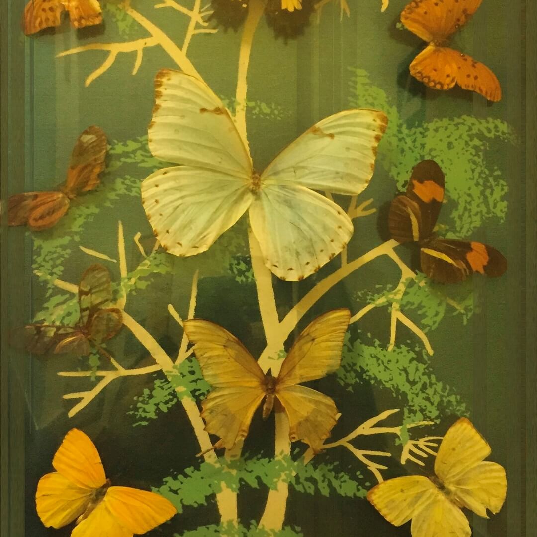 Fototapeta pod prysznic motyle Wall&Deco WET_MB2401 Madame Butterfly WET SYSTEM 2024-2