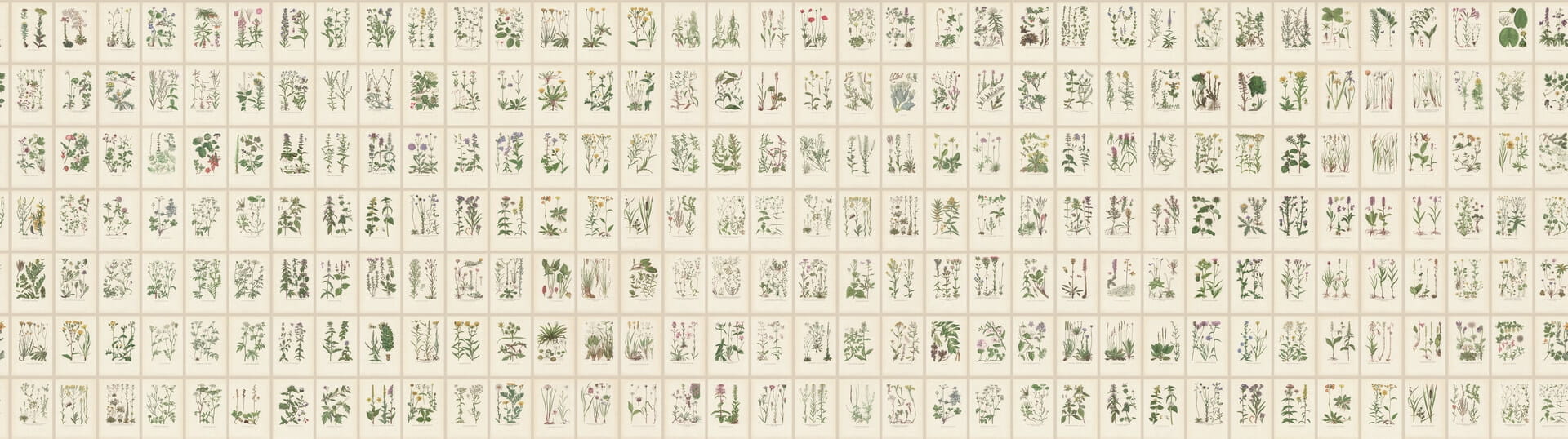 Fototapeta botaniczna zielnik Sandberg S10508 Botanica Oat Tradgarden