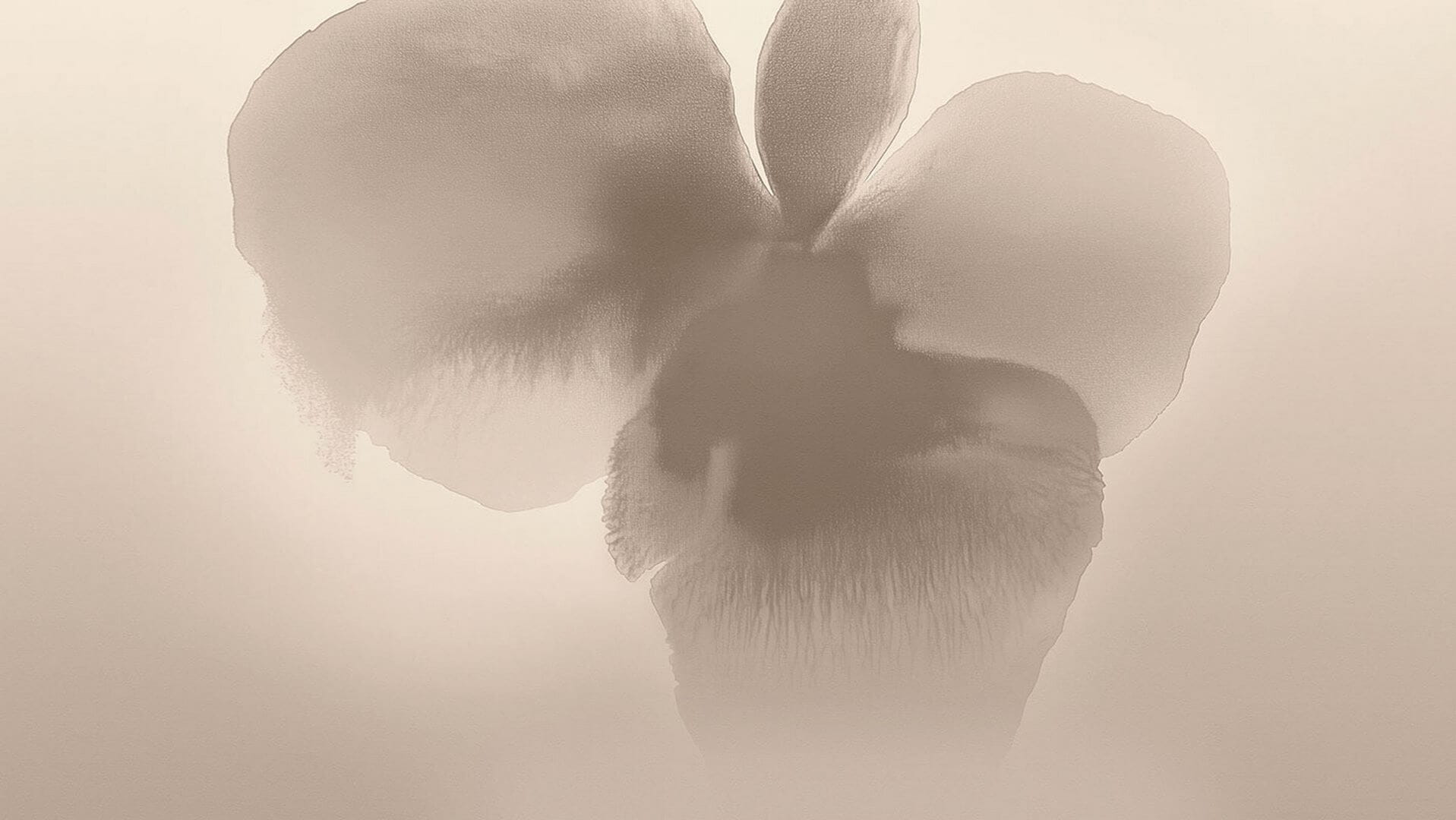 Fototapeta abstrakcyjny kwiat London Art 25007-01 Petal Glow Exclusive Wallpaper 2025