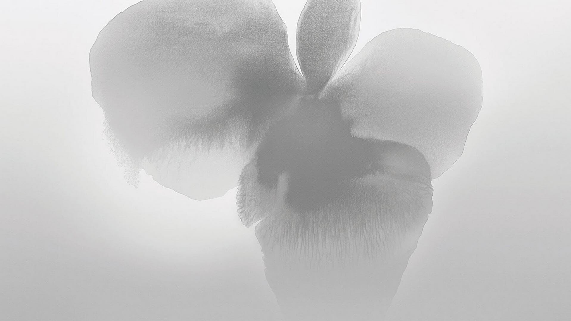 Fototapeta abstrakcyjny kwiat London Art 25007-02 Petal Glow Exclusive Wallpaper 2025