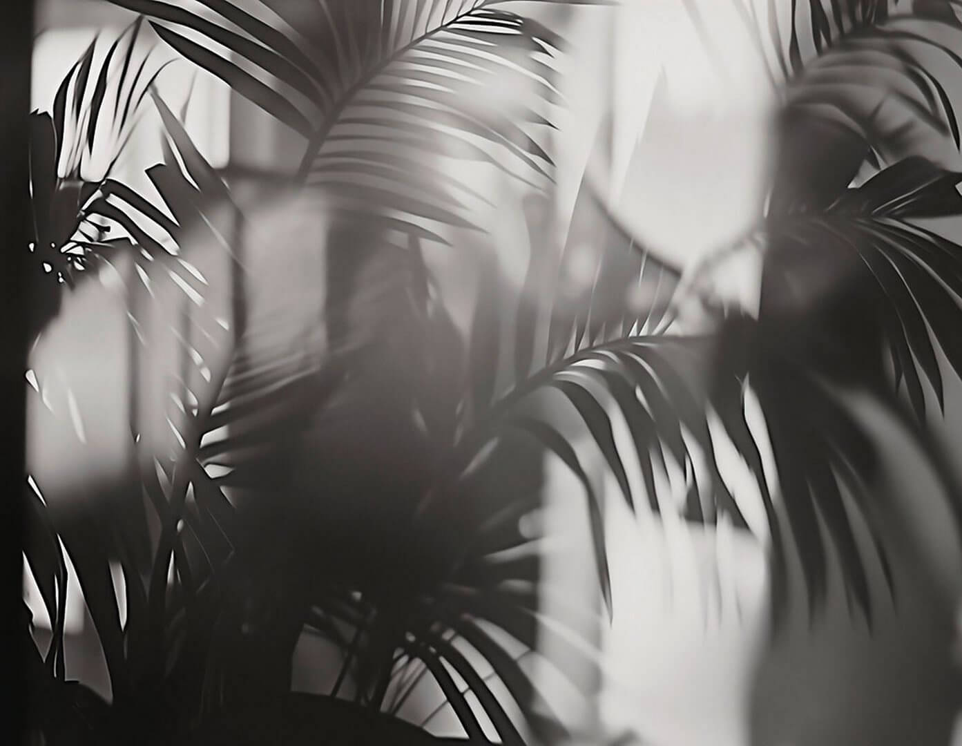 Fototapeta artystyczne palmowe liście London Art 25016-01 Linear Palms Exclusive Wallpaper 2025