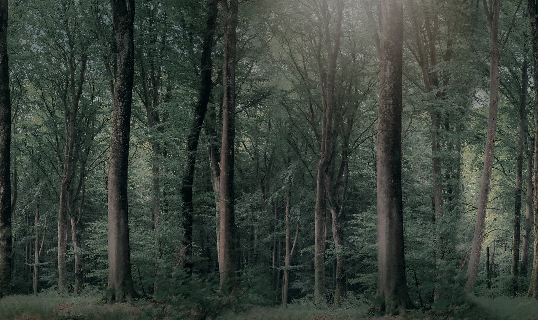 Fototapeta las Rebel Walls R21374 Whispering Woods Dark Hot Pops