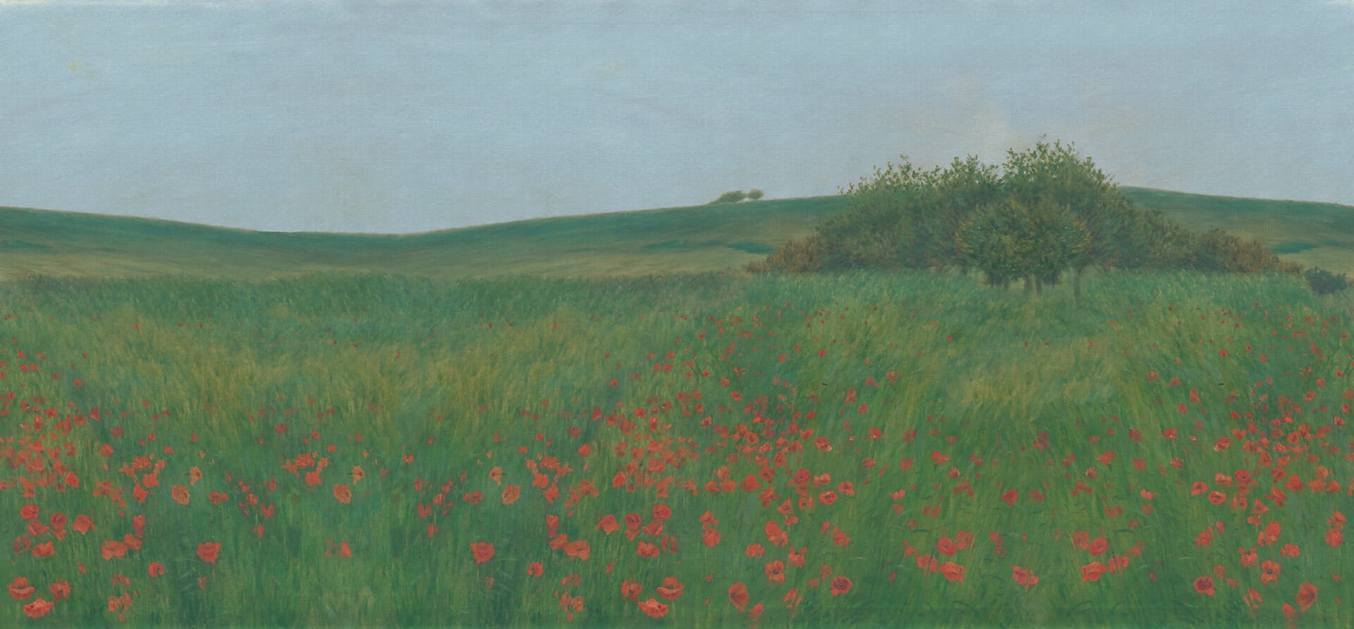 Fototapeta malarskie pola maków Rebel Walls R21537 Poppy Landscape Summer Hot Pops