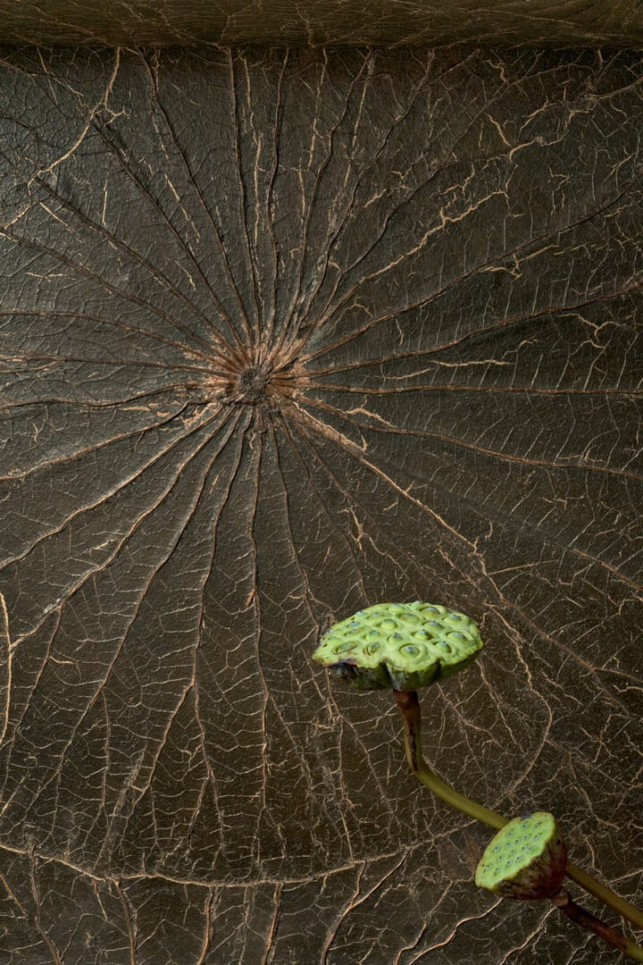 Tapeta naturalna z liści lilii wodnej CMO Paris WNE 02 68 Nénuphar Sauvage Wild Nature