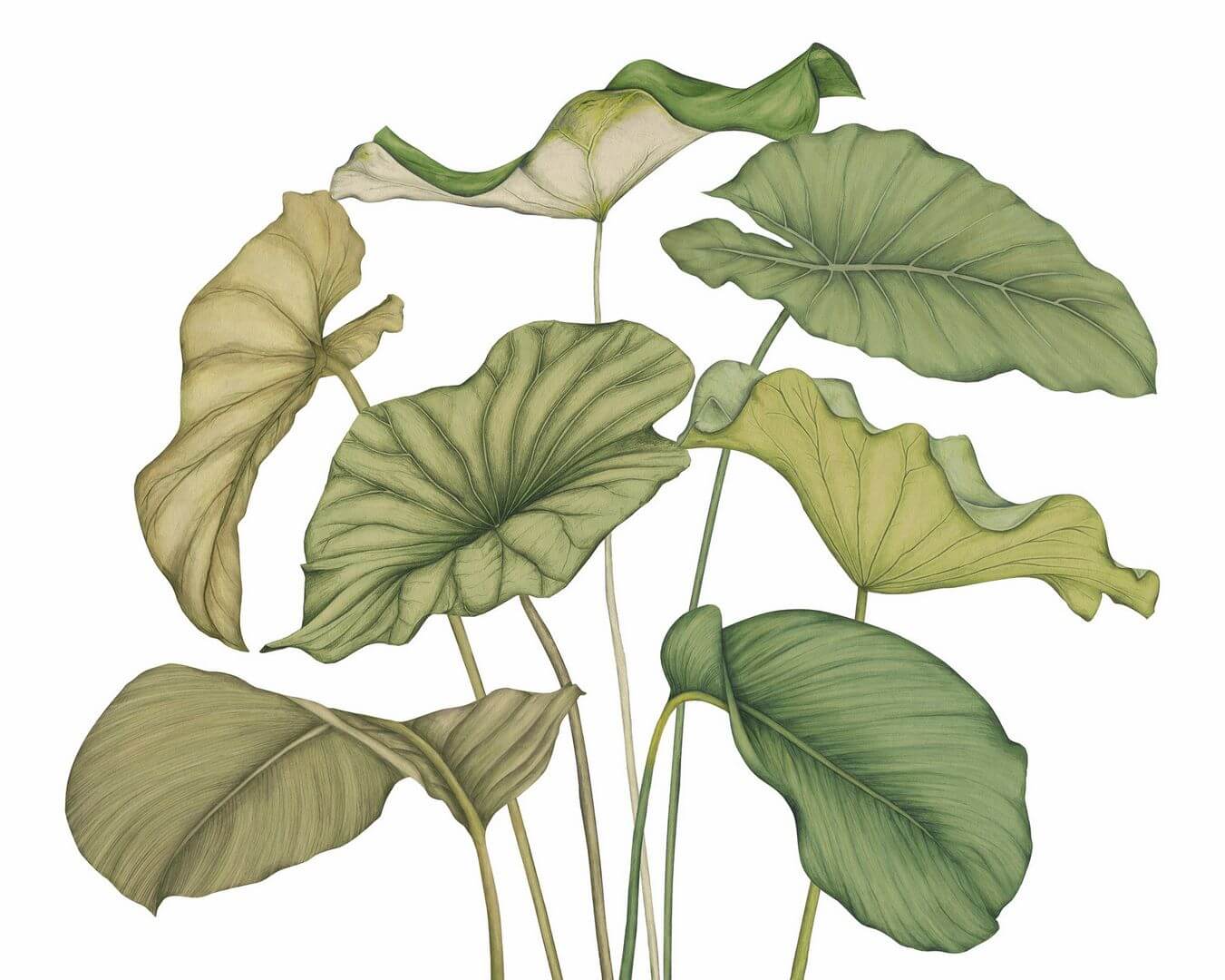 Mural egzotyczne liście Casadeco 202227841NW M Alocasia Wonderwalls 3