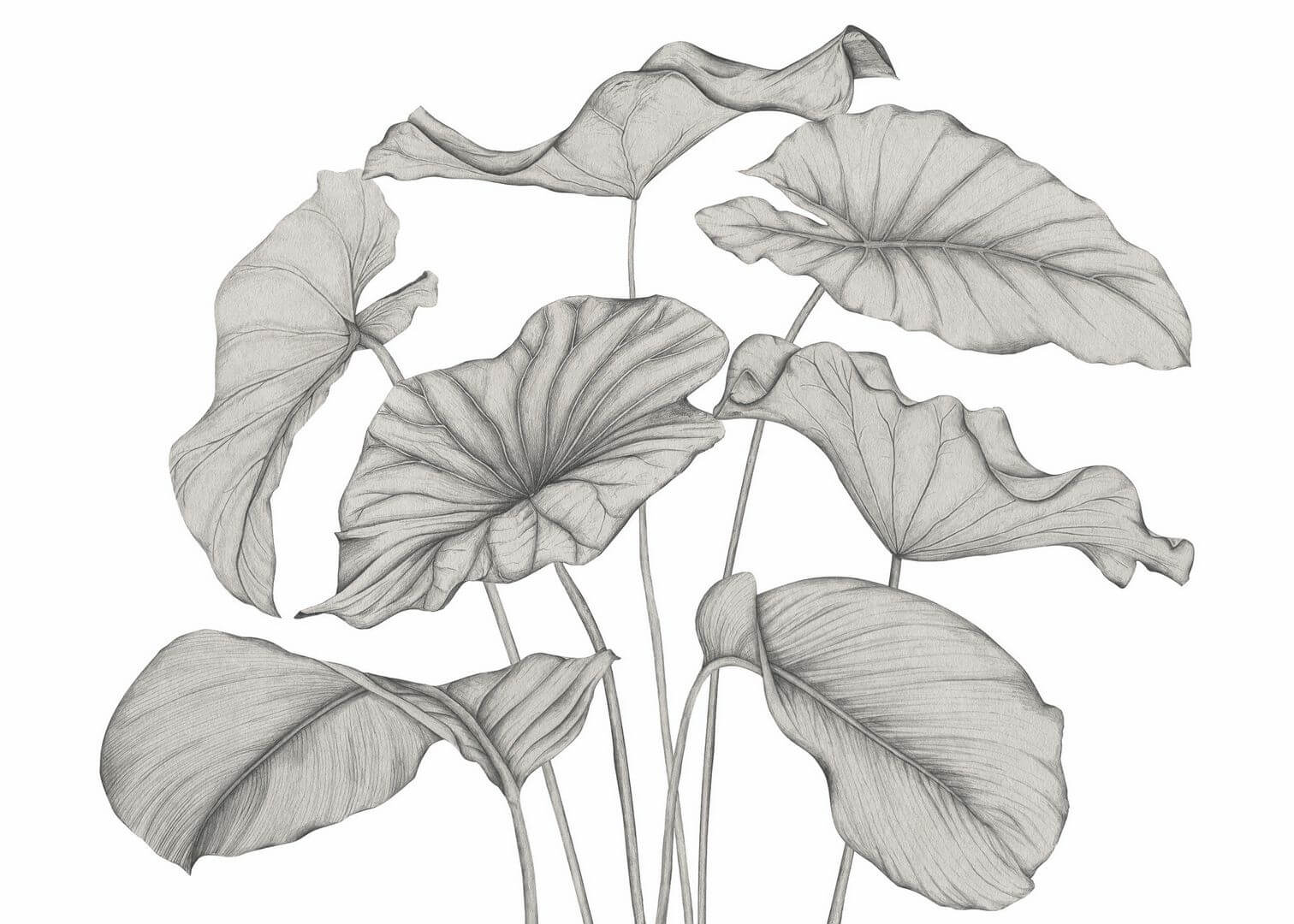 Mural egzotyczne liście Casadeco 202229240NW S Alocasia Wonderwalls 3