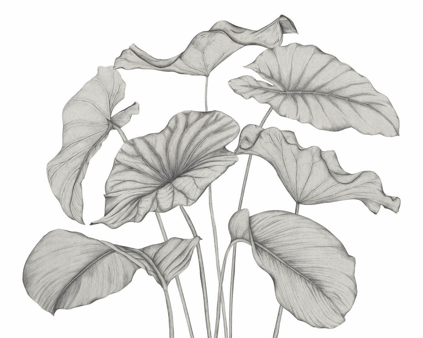 Mural egzotyczne liście Casadeco 202229241NW M Alocasia Wonderwalls 3