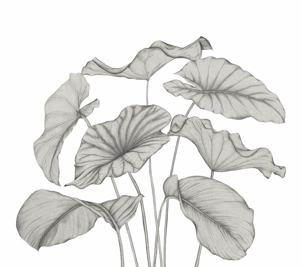 Mural egzotyczne liście Casadeco 202229242NW L Alocasia Wonderwalls 3