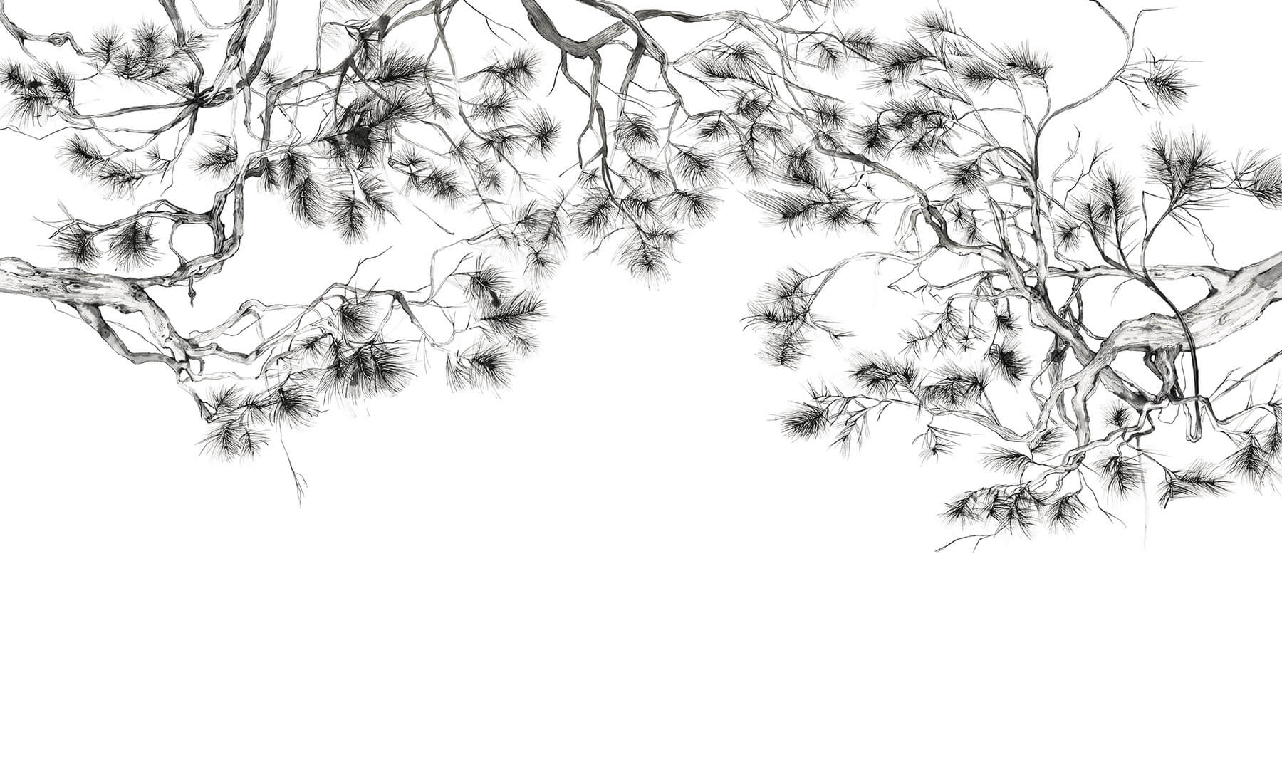 Fototapeta gałęzie sosny Wonderwall Arbor 35058601
