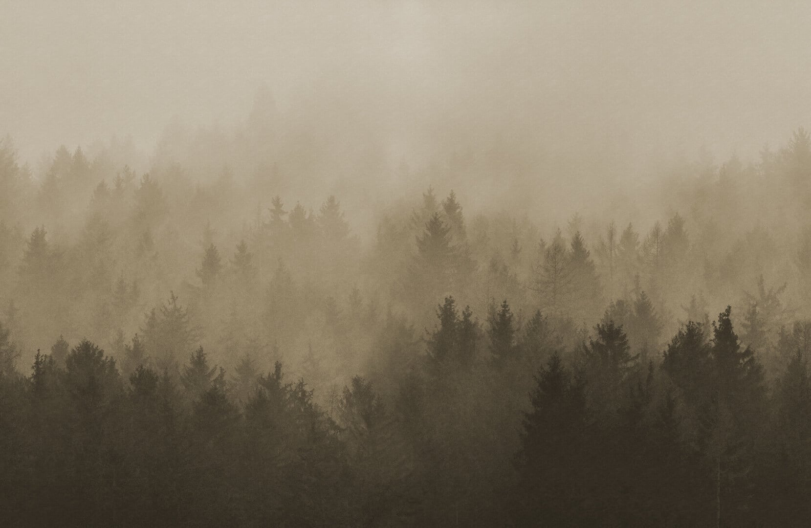 Fototapeta mglisty las Rebel Walls R22097 Cloudy Forest Brown Hot Pops
