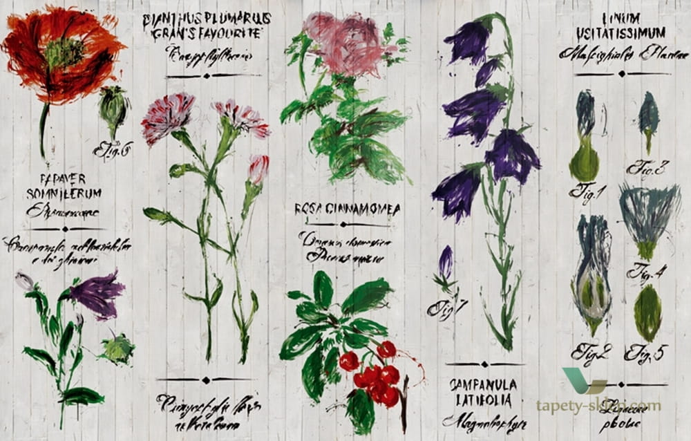 Fototapeta Wall&Deco Pianthus WDPI1503 Contemporary 15