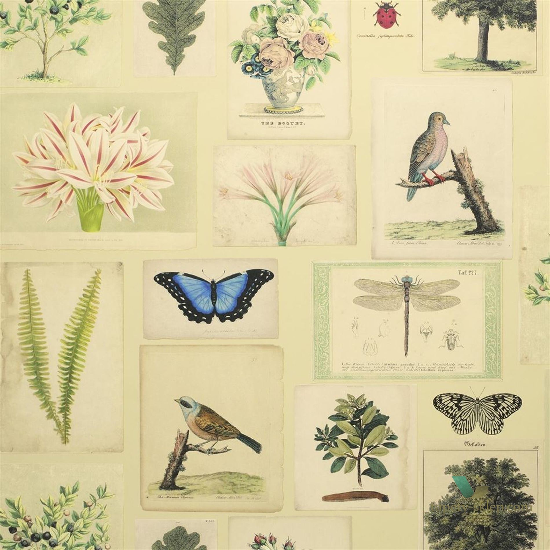 Tapeta John Derian PJD6001/01 Picture Book