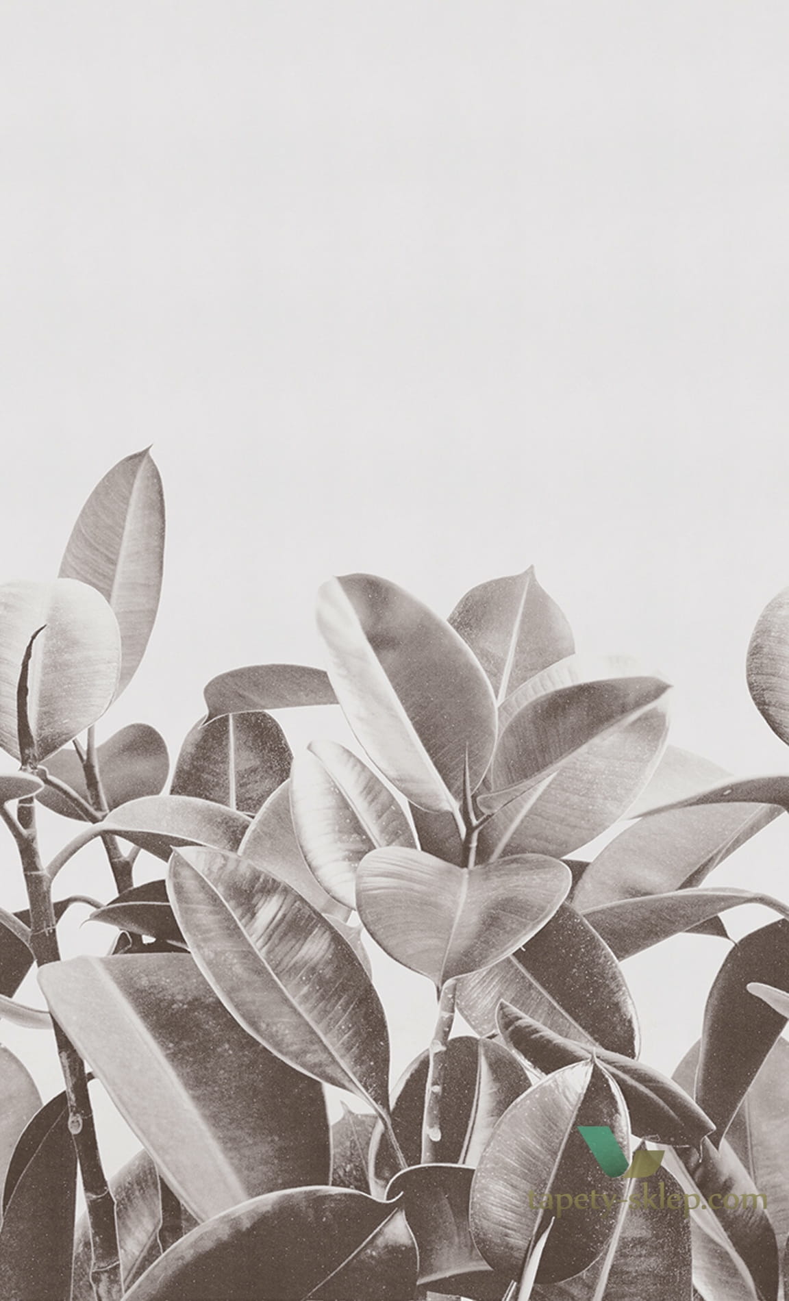 Tapeta London Art 18056 Rubber Plant